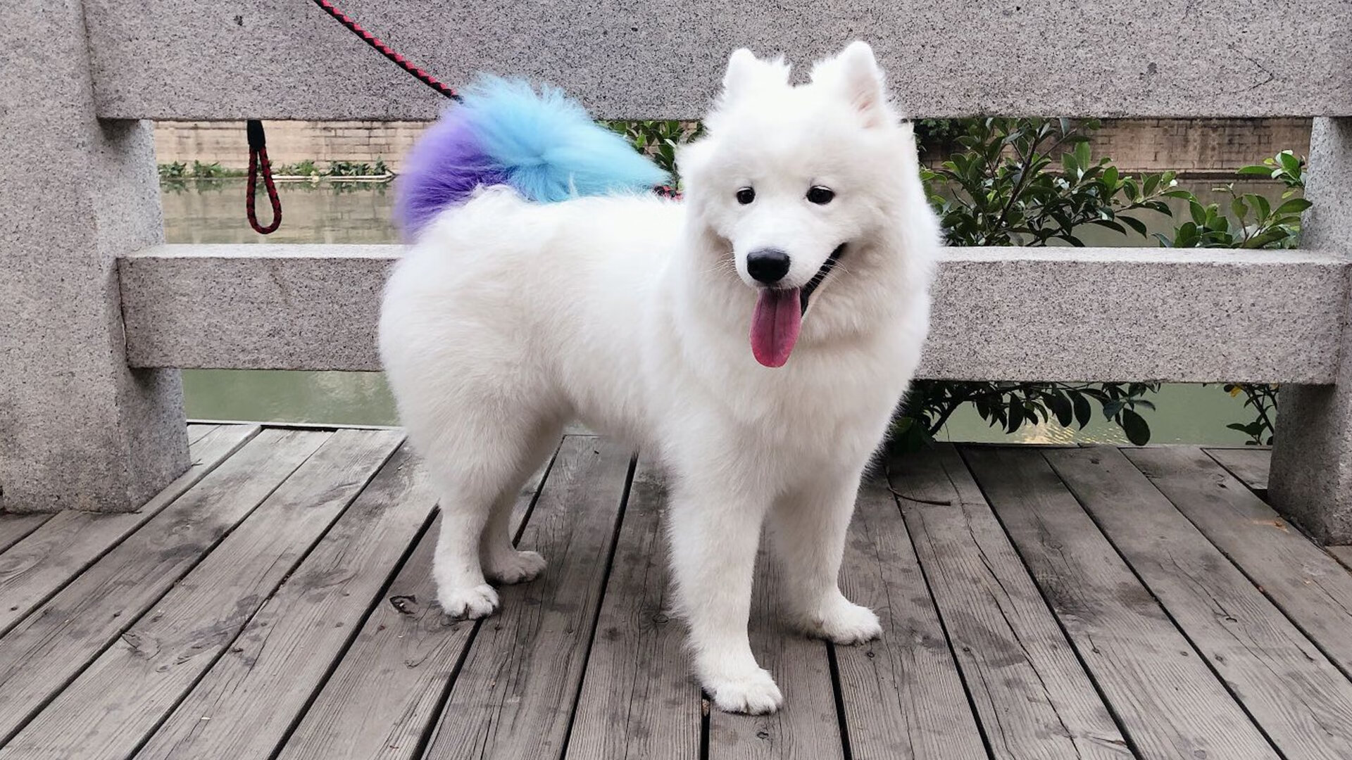 澳网何以完胜美网?梅德韦杰夫的高光表现揭开网球赛事新篇章