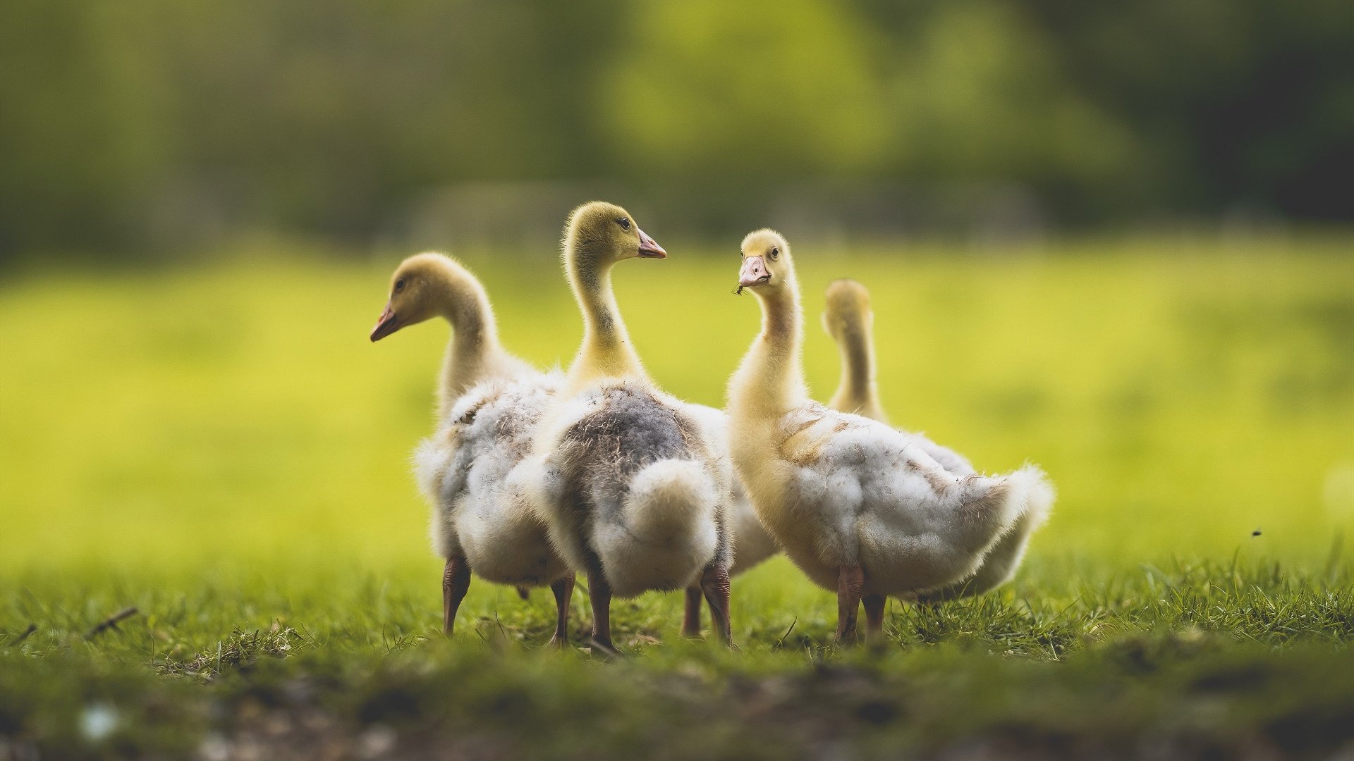 当魔术揭开禁咒,切特·霍姆格伦的冠军骨骼正在显露—这真是初代巨人该有的样子吗?