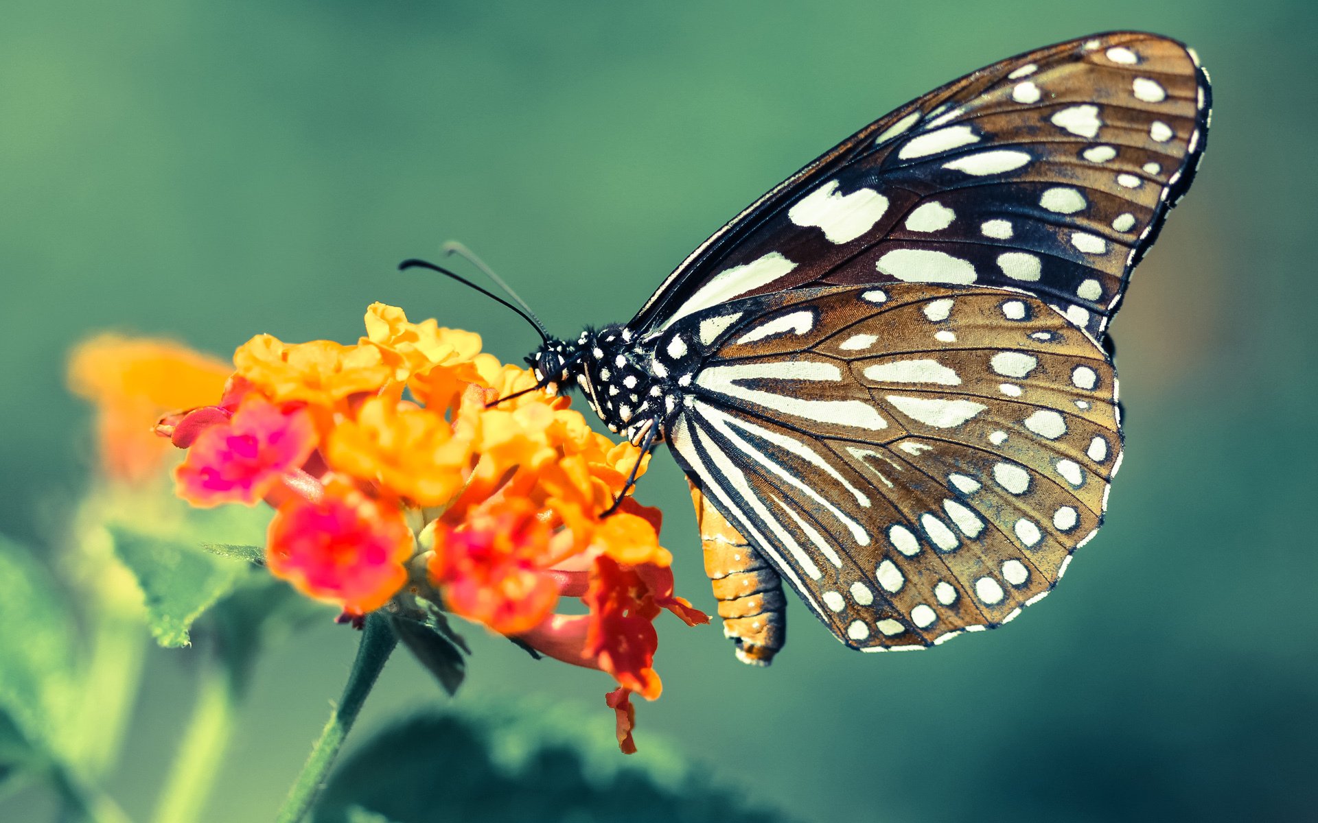 金童的火焰与格子军的铁腕—佩德里爆发之夜，克罗地亚强行终结卡塔尔的奇幻之旅