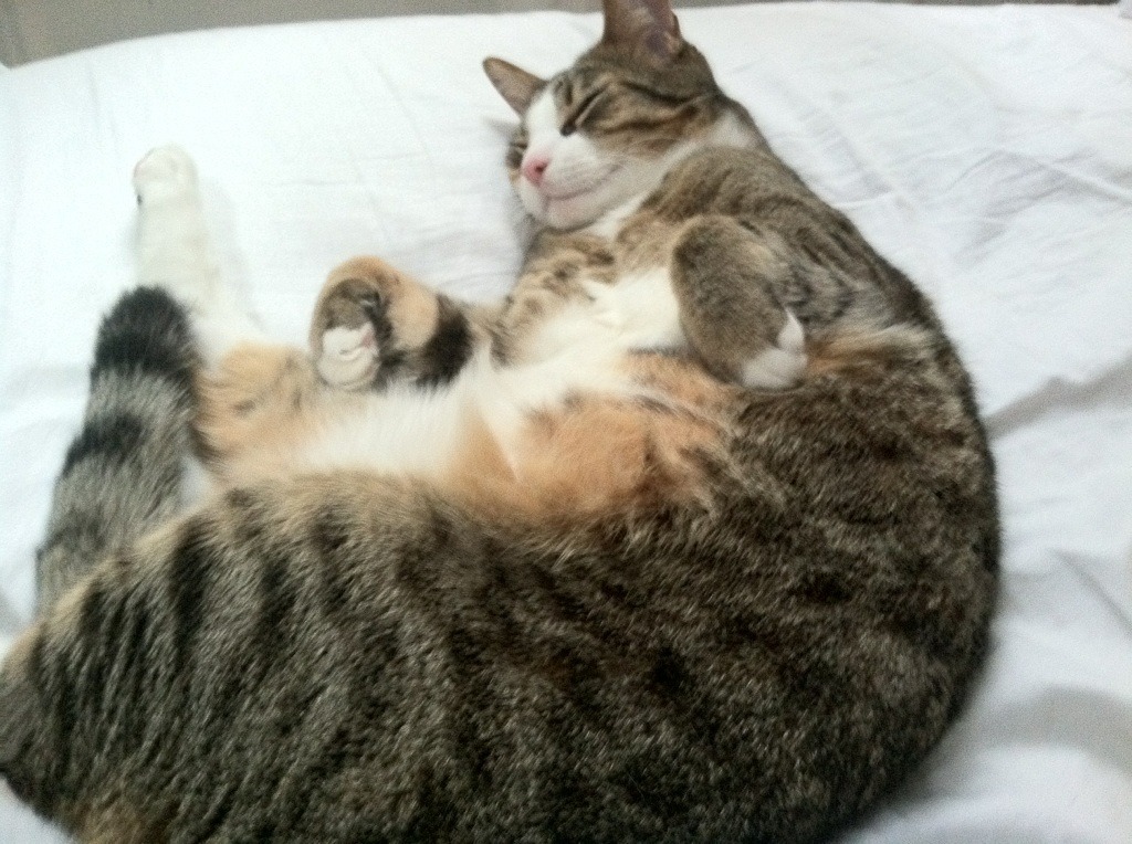 无解进攻击穿费城防线,班凯罗狂暴输出,黄蜂淬火重生击败东部豪强