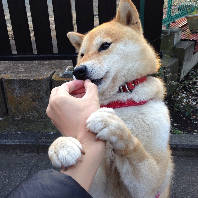 哈登超频运转,爵士惊涛骇浪中抢出胜利,上海队只差一步到罗马