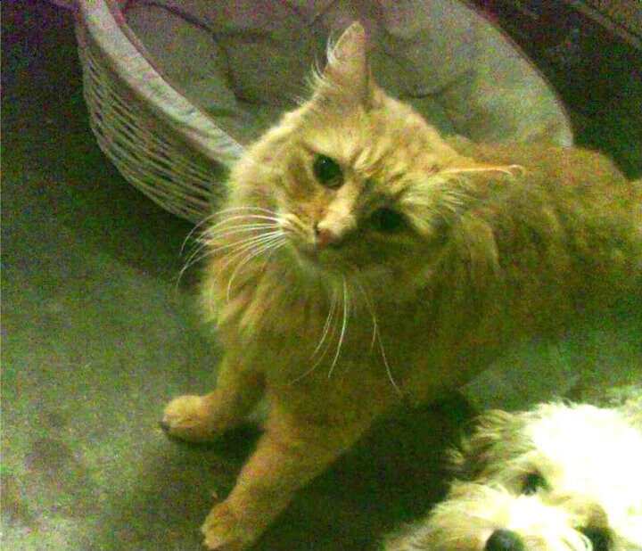 北欧风暴席卷莱比锡，当哈兰德在红牛体系下稳定输出不掉线