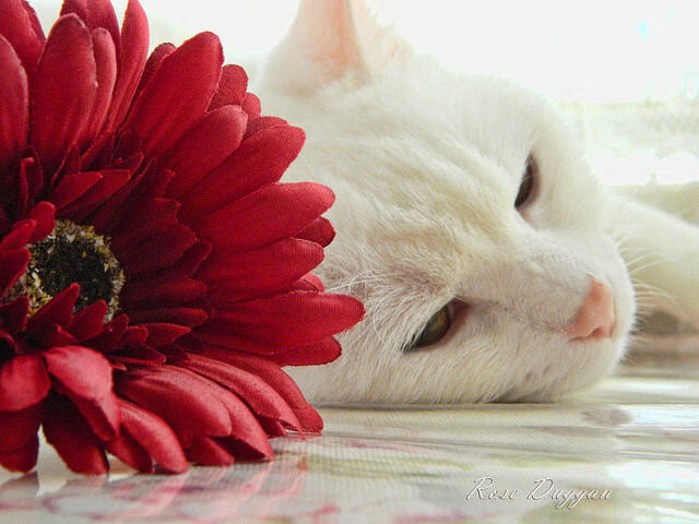 双城记，从都灵锋线到丹佛矿区—当意甲焦点战遇见掘金制霸广东队