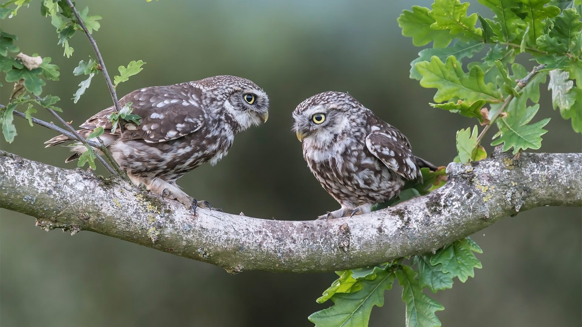审判官降临,文班亚马用十一分钟为时代立法