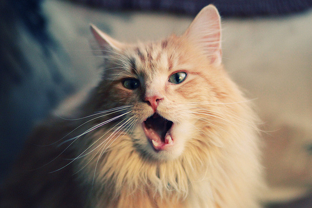 东方铁壁锁蓝黑,一场将存在感刻入战术DNA的碾压