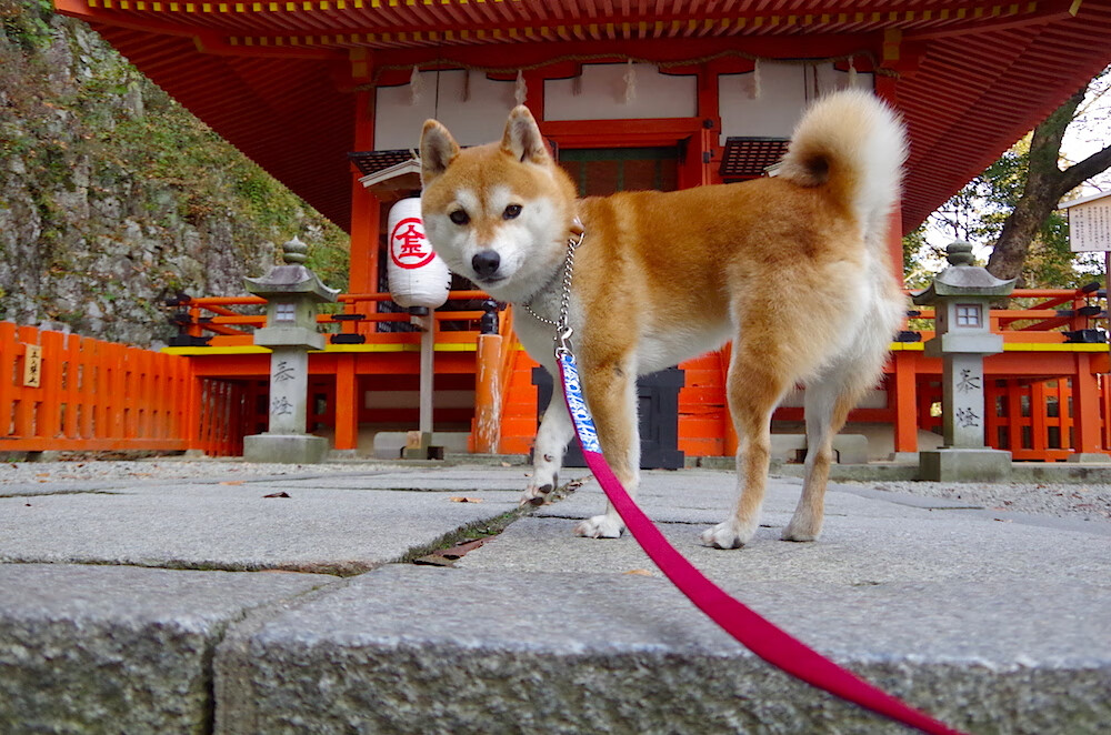 爱游戏体育-F1之夜戈贝尔的慢速杀伤，当极速轰鸣遇见篮球搏杀