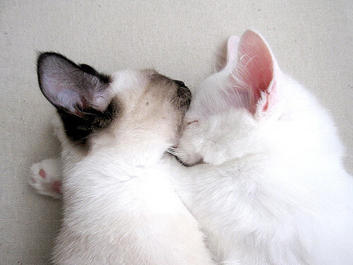 爱游戏官方-东方武士踏平文艺复兴之城，特奥，今夜的关键先生