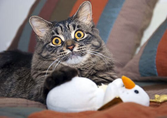 武切维奇苏醒之夜，当步行者的末节风暴卷走岭南旌旗