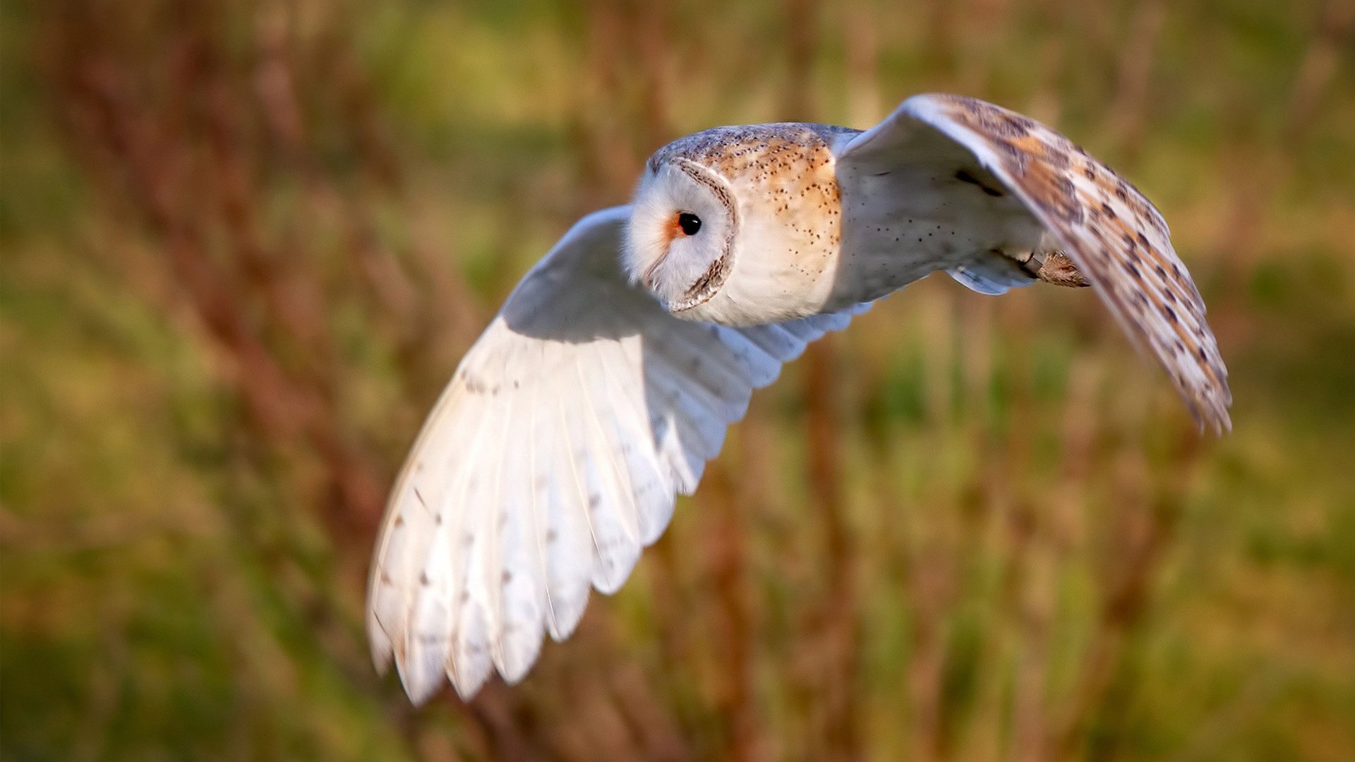 0.3秒，他从风中抽出一把冰刀