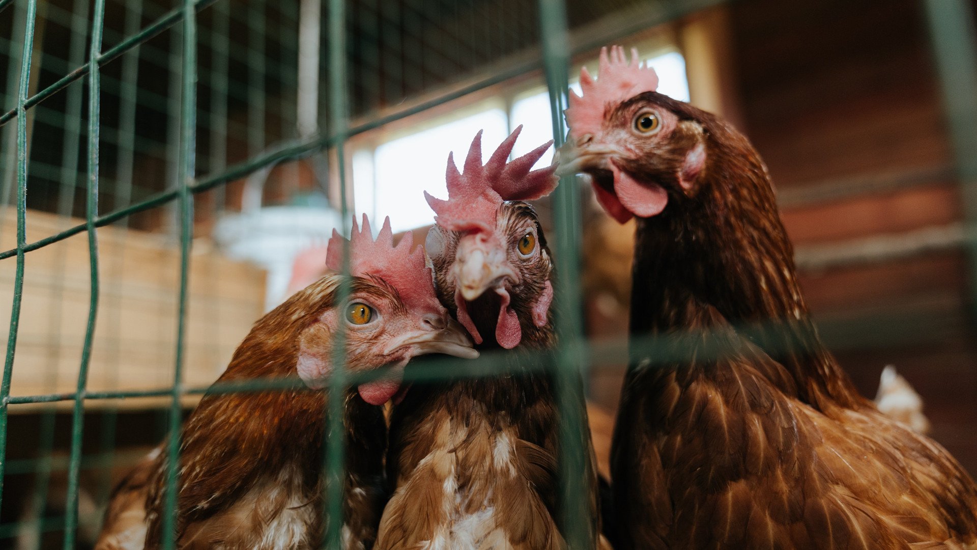 绿茵场上的NBA剧本,当小贾伦在欧冠淘汰赛之夜完成救赎