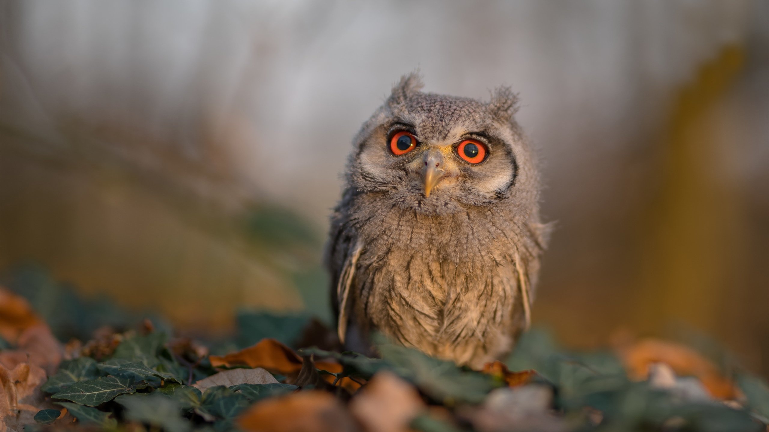 攻防转换的艺术大师,伊萨克如何引领节奏 vs 马赛的钢铁防线如何封印那不勒斯