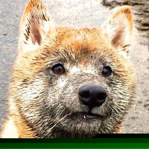 平民如何击败贵族？埃及决胜局战胜巴西，阿什拉夫一夜封神！