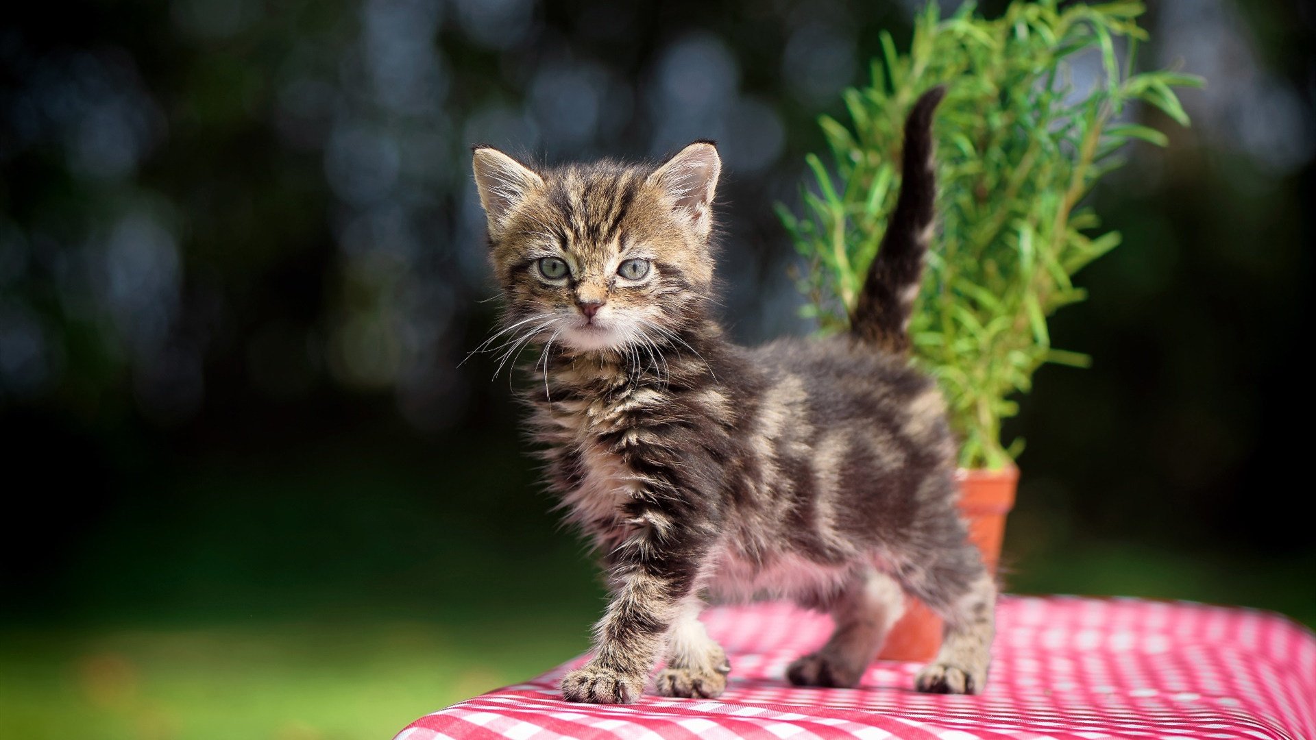 终局之弈，巴雷拉三记落子改写欧冠棋局