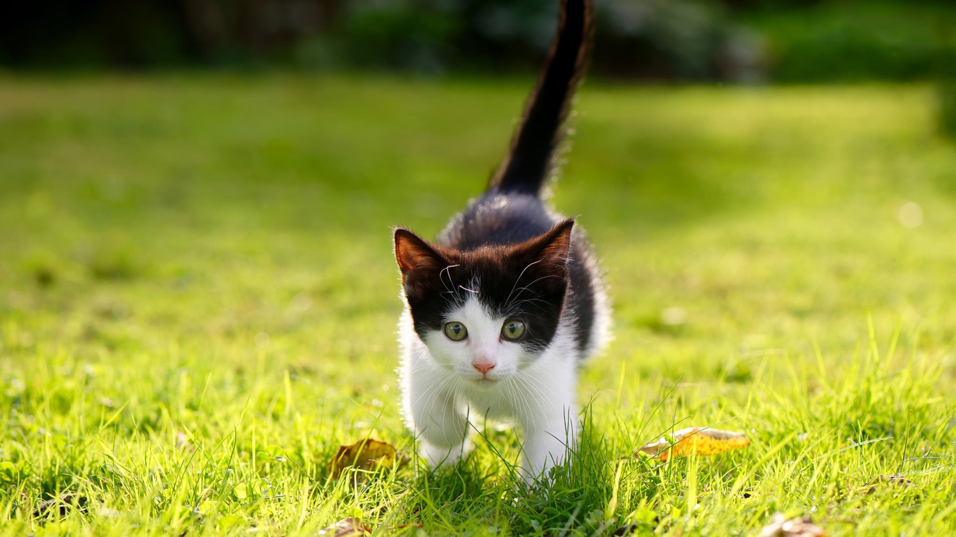 打破次元壁的对决，塞内加尔的狂想曲与勒沃库森的钢铁防线，京多安一箭定乾坤