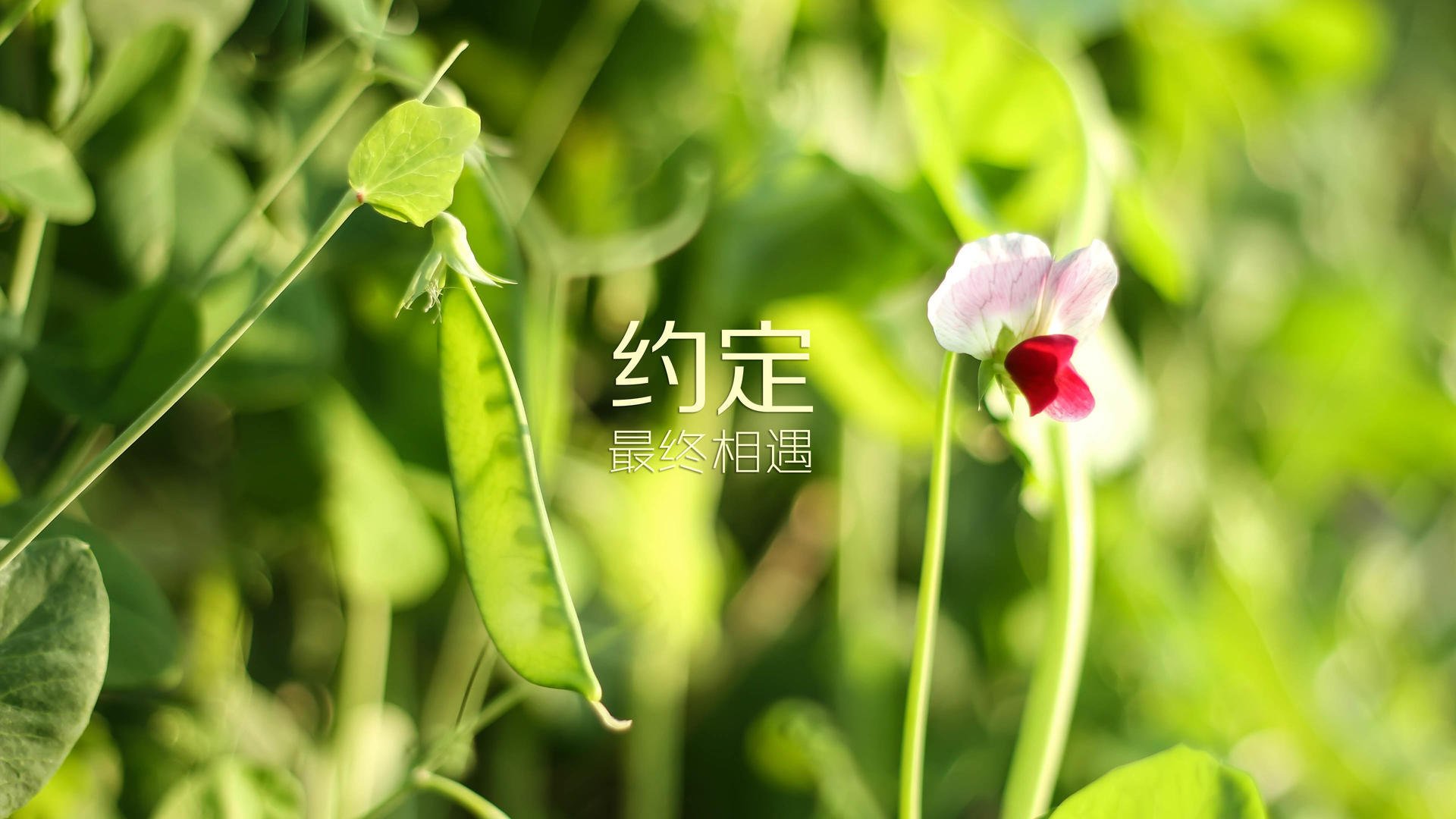 黑马风暴,2026世界杯,尼日利亚颠覆日耳曼战车,阿方索·戴维斯书写命运逆转